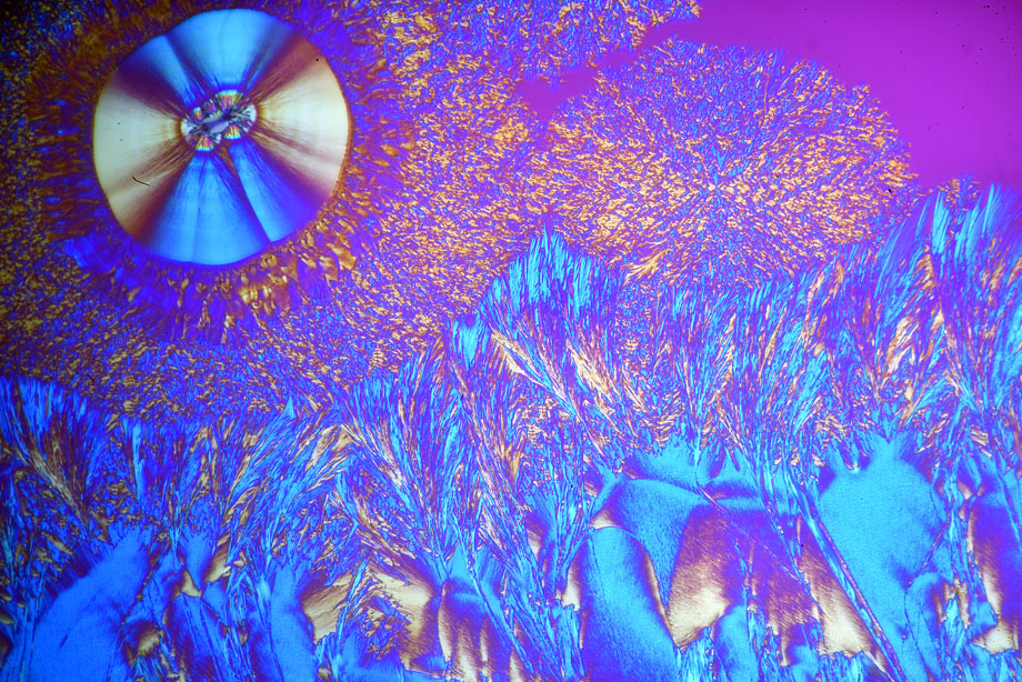 Ascorbic Acid crystals in crossed polarizers with Diaphot TMD and DIC condenser with tint-plate.